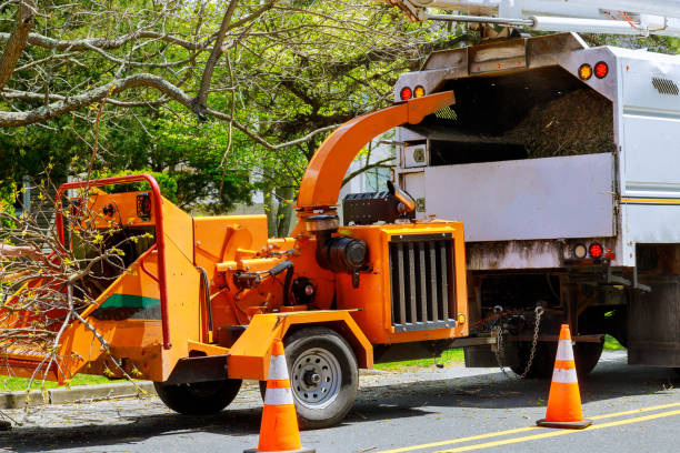 How Our Tree Care Process Works  in Silver Bay, MN